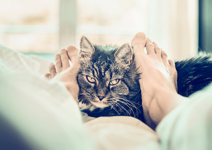 床上的猫女人的脚拥抱猫的口吻背景图片