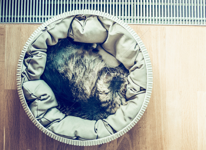 猫睡觉蜷缩篮子附近的窗户拼花地板,顶部的视图,文字的地方,复古色调图片
