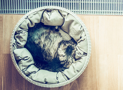 猫睡觉蜷缩篮子附近的窗户拼花地板,顶部的视图,文字的地方,复古色调背景图片