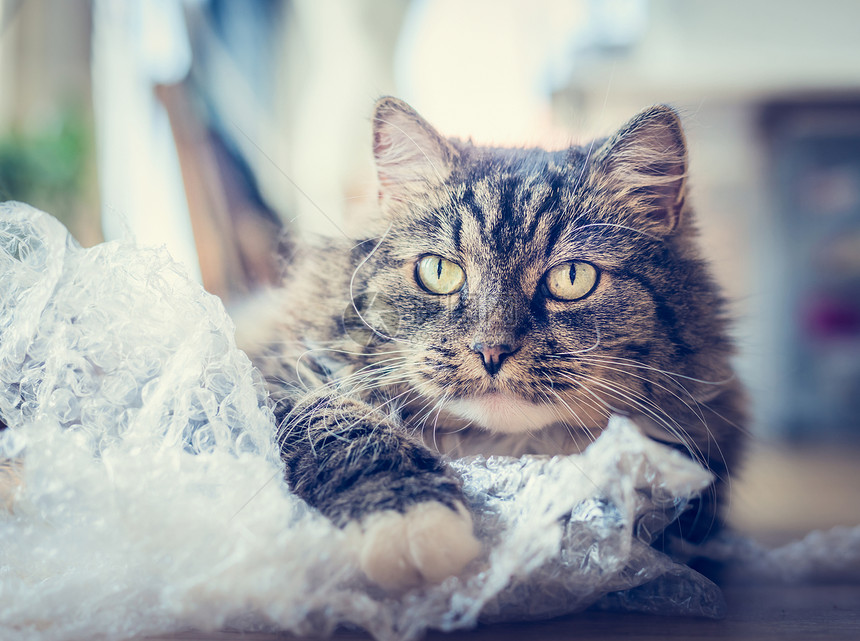 可爱趣的猫玩塑料袋公寓背景,图片