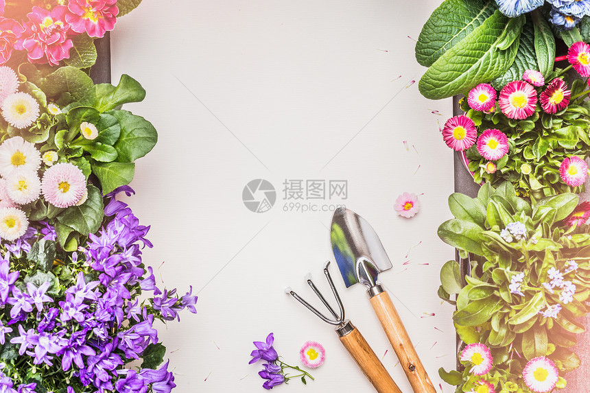 园艺背景与各种花园花卉工具上灰色混凝土,顶部视图花卉花园的图片