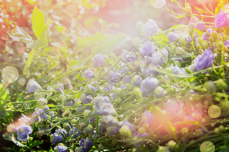夏季花卉自然背景与蓝色床花花园公园户外自然背景图片
