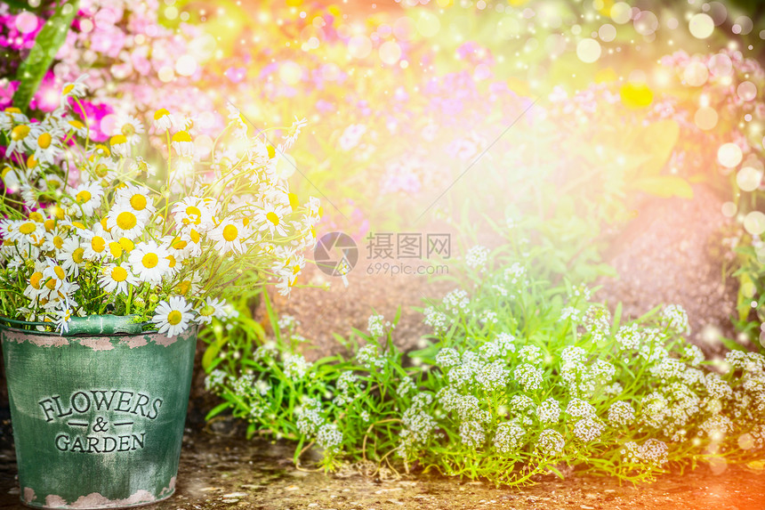 可爱的花园夏季花园自然背景与美丽的花坛,桶与雏菊,阳光波基园艺图片