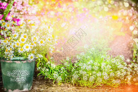 可爱的花园夏季花园自然背景与美丽的花坛,桶与雏菊,阳光波基园艺图片