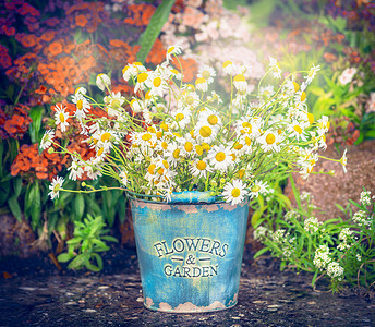 老式水桶与雏菊花卉花园的背景复古风格园艺图片