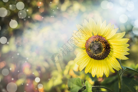 夏季自然背景与黄色向日葵,特写图片