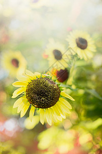 夏季自然背景与向日葵,特写,选择聚焦图片