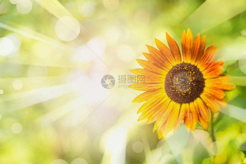 夏季自然背景与向日葵,树叶,阳光波克图片