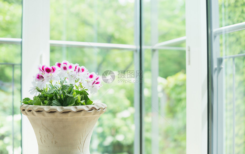 兵马俑花瓶花盆与天竺葵花窗户上进入花园背景,家居装饰内部图片