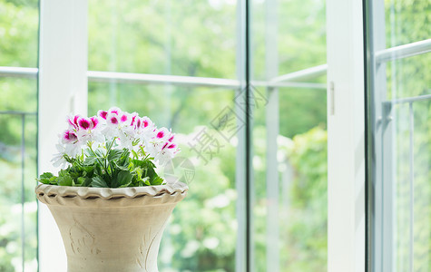 兵马俑花瓶花盆与天竺葵花窗户上进入花园背景,家居装饰内部背景图片