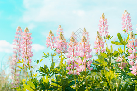 粉红色羽扇豆花天空背景夏季花园公园,户外花卉自然背景图片