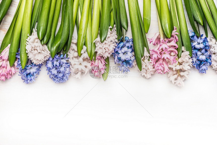 春天的花朵背景与五颜六色的风信子白色的木制,顶部的景色花边图片
