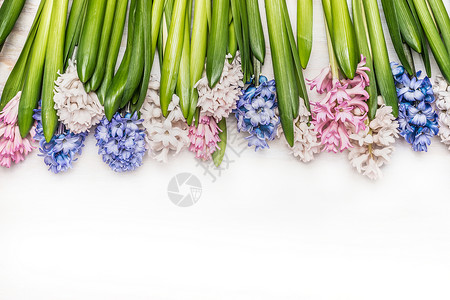 春天的花朵背景与五颜六色的风信子白色的木制,顶部的景色花边图片