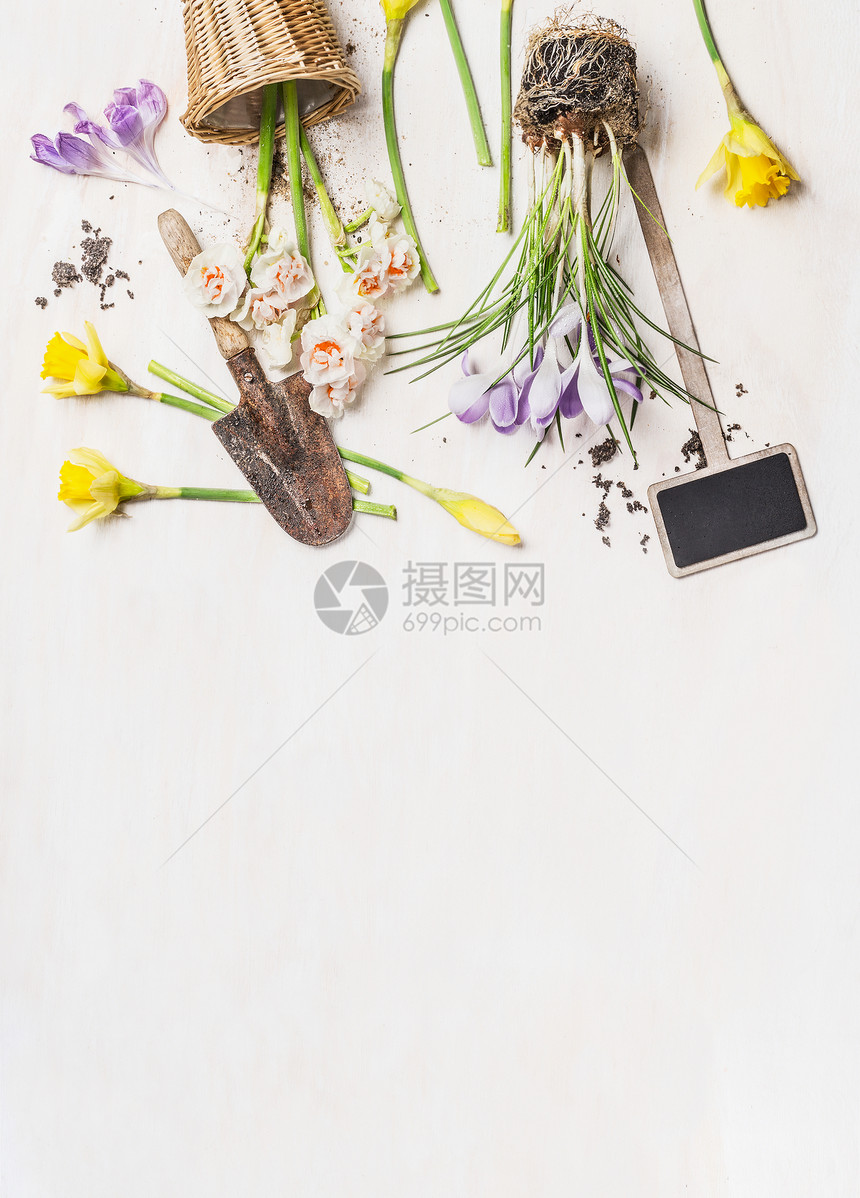 春天的花与花盆花园工具白色的木制背景,顶部的视图,文字的地方园艺图片