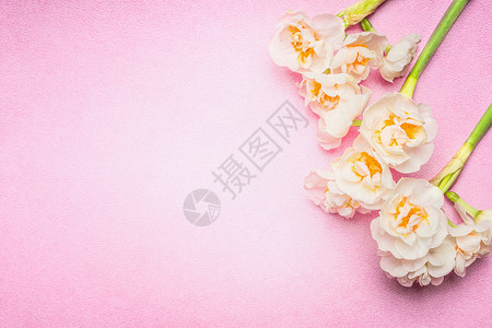 可爱的水仙花淡粉色的背景,顶部的景色,文字的地方春天的花背景图片