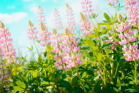 多叶羽扇豆粉红色羽扇豆花天空背景,户外花卉自然背景