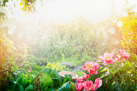 花圃里的阳光淋浴花园公园里阳光的雨,户外的自然背景粉红色的花植物图片