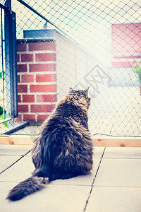 阳台的猫家猫坐阳台的网前猫网户外捕集器背景
