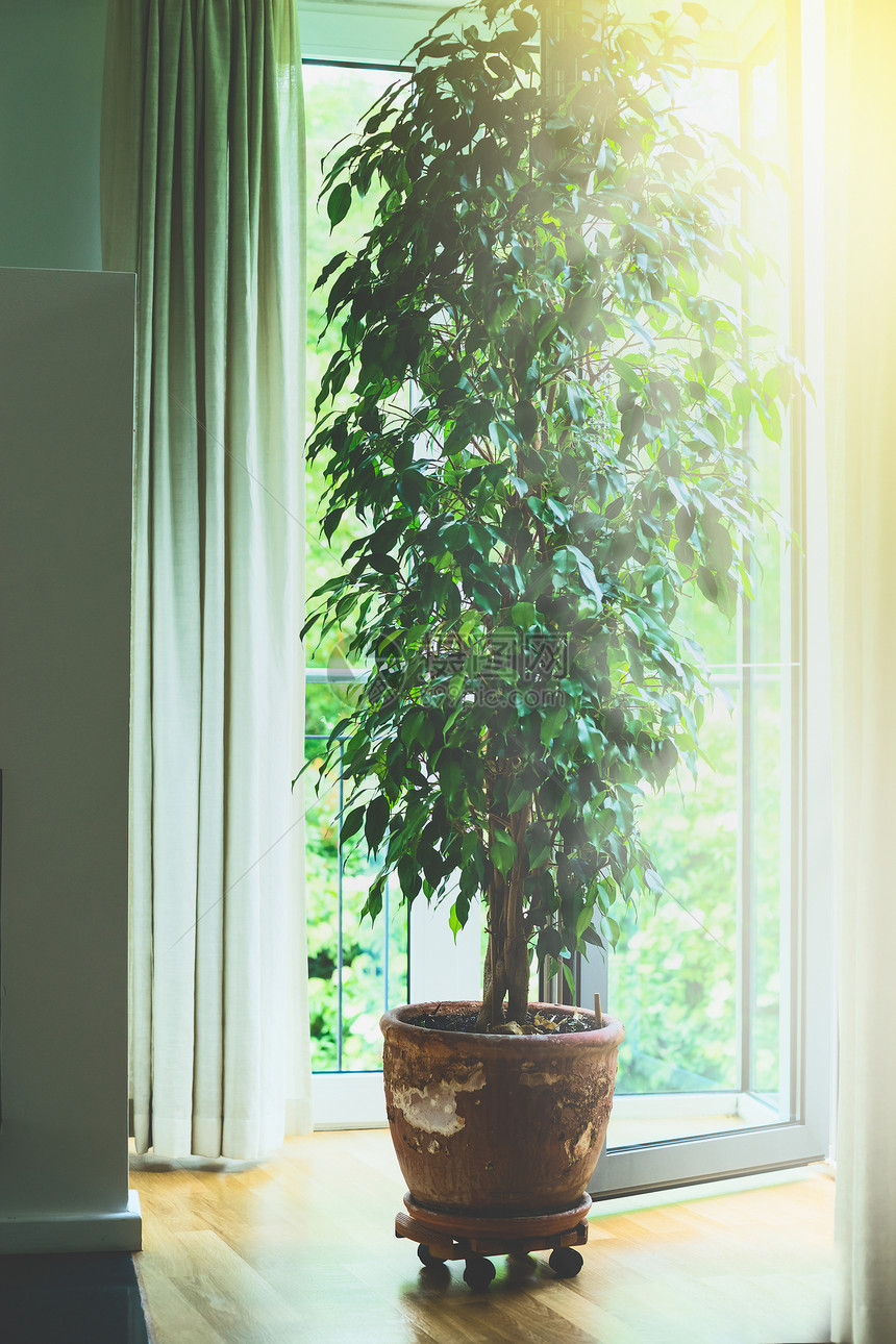 客厅里的老陶陶壶里的本杰明菲克斯树,大窗户上阳光家庭,室内装饰图片