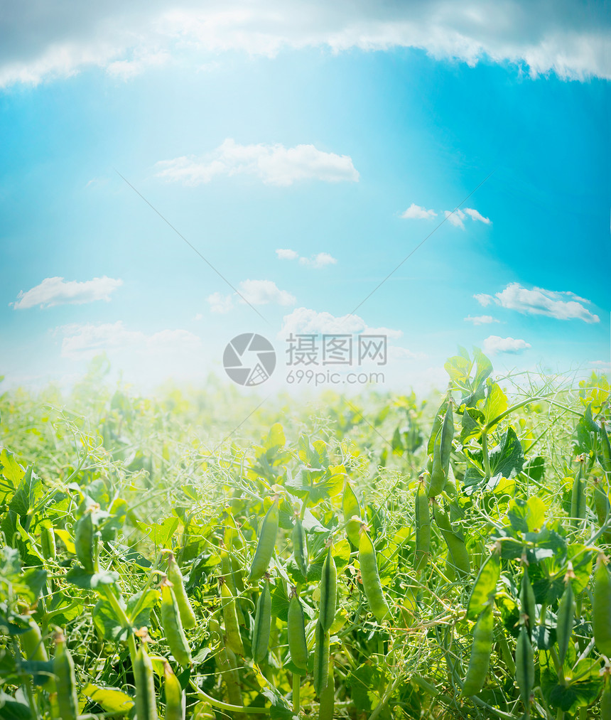 绿色豌豆与豆荚蓝色的夏季天空背景,户外农业领域背景图片