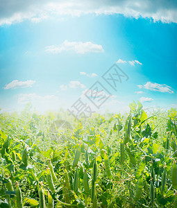 绿色豌豆与豆荚蓝色的夏季天空背景,户外农业领域背景背景图片