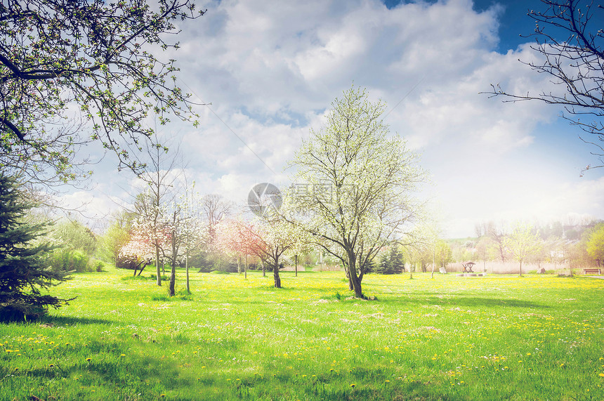 春天的公园花园,盛开的果树,绿色的草坪天空自然背景图片