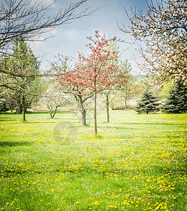 春天开花的果树花园公园自然背景图片