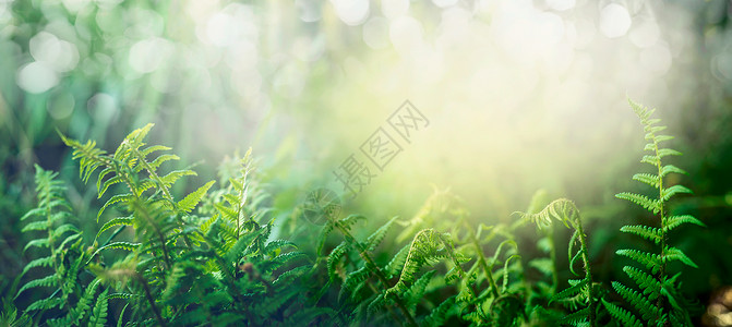 热带丛林森林中的蕨类植物,阳光明媚,户外自然背景,图片