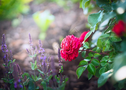阳光明媚的花园公园背景上的红玫瑰鼠尾草花高清图片