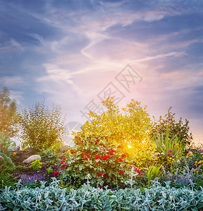 日落傍晚花园公园的天空背景图片