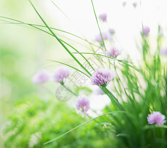 草本植物花园里的韭菜花,户外图片