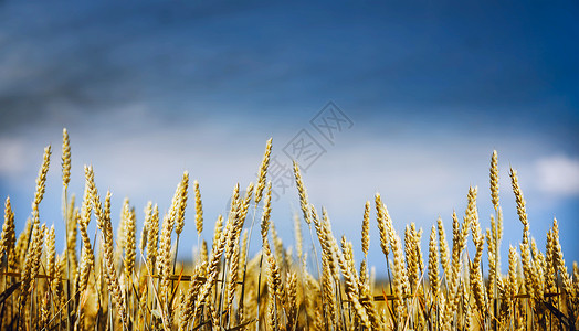 金色小麦植物天空背景下,为网站与耕作理念,选择重点图片
