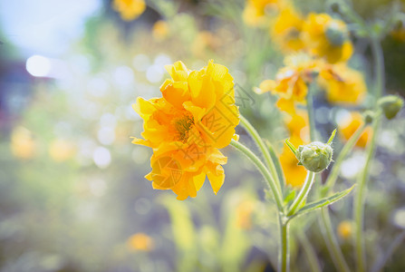 阳光明媚的夏天,花园公园床上的黄色宝石花背景