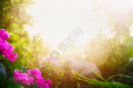模糊的花园公园背景,粉红色的花朵阳光图片