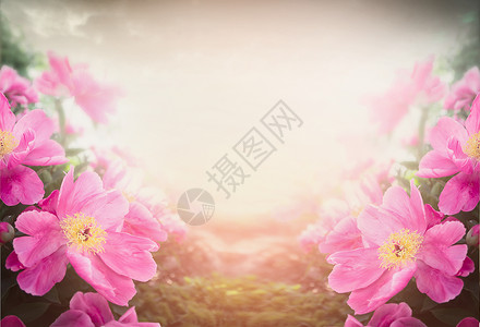 粉红色牡丹模糊的自然背景上,花缘图片