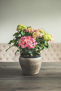客厅餐桌上的盆栽绣球花,家居装饰室内,复古色调图片