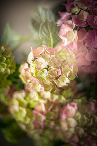 绿色粉红色绣球花,深色,特写图片