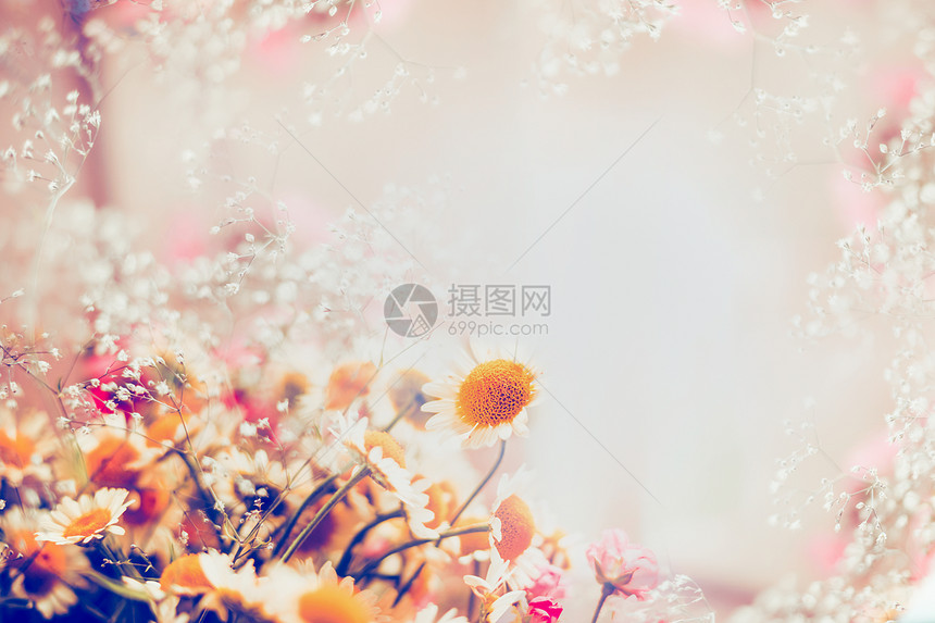 浪漫的雏菊花轻的背景,花的边界,柔软的焦点图片