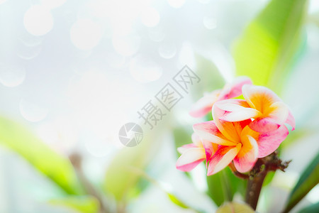 粉红色弗兰吉帕尼花博克自然背景,户外图片