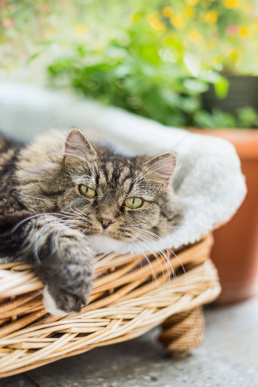 毛茸茸的猫躺花园露台上的柳条椅上看着相机图片