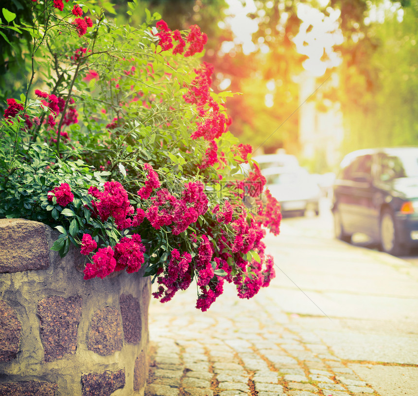 美丽的红玫瑰灌木阳光下的城市街道背景图片