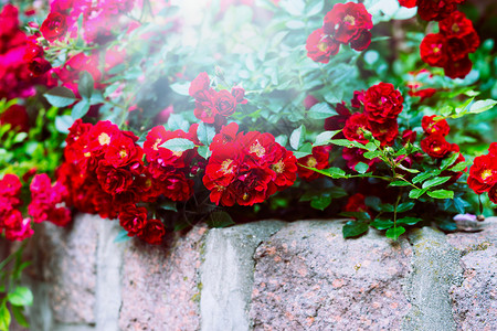 花园公园石墙上的红玫瑰花卉背景图片