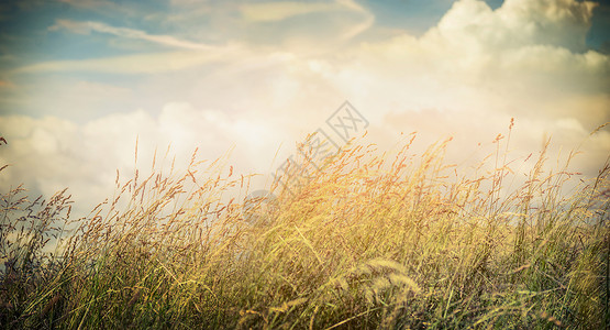 夏秋田草地上美丽的天空背景,为网站与自然的图片