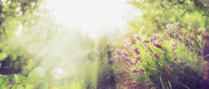 夏季花园背景与薰衣草阳光,为网站与园艺图片