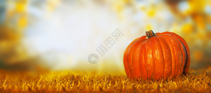 大南瓜草坪上秋天的自然背景,横幅为网站背景图片