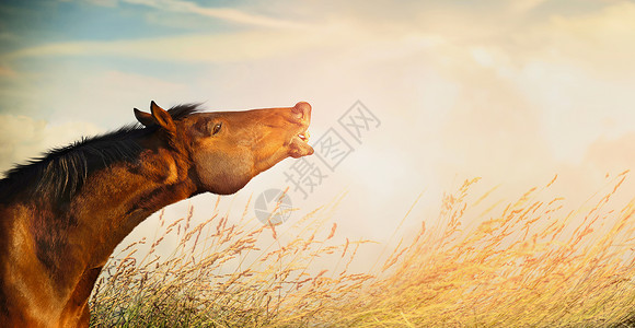 美丽的马头微笑的马夏天秋天的田野草地天空背景,图片