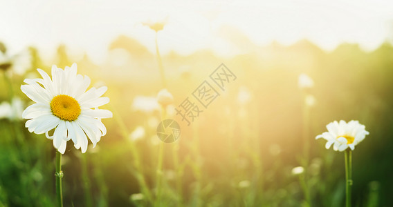 夏季自然背景与雏菊阳光图片