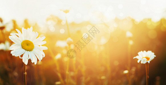 秋季自然背景与雏菊日落灯,横幅为网站图片