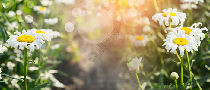 夏季雏菊阳光背景下与Bokeh,横幅网站与园艺图片
