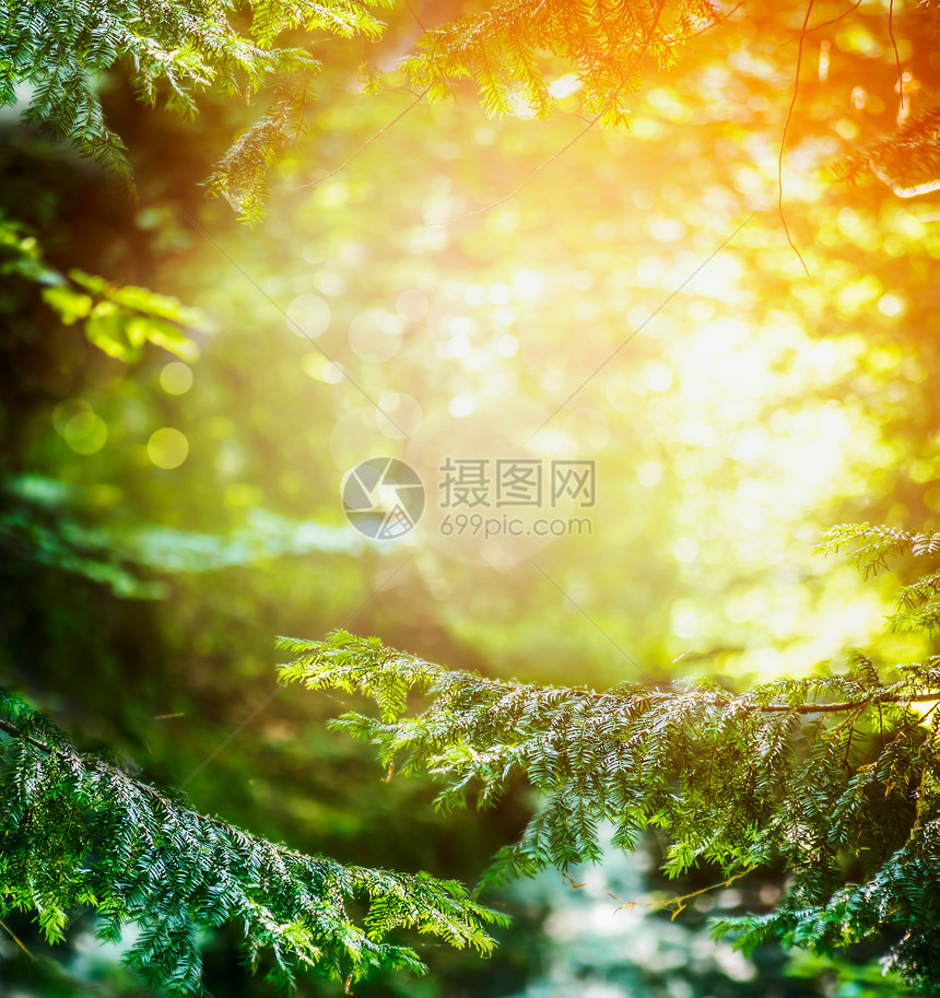 夏季森林,冷杉树的枝条阳光图片
